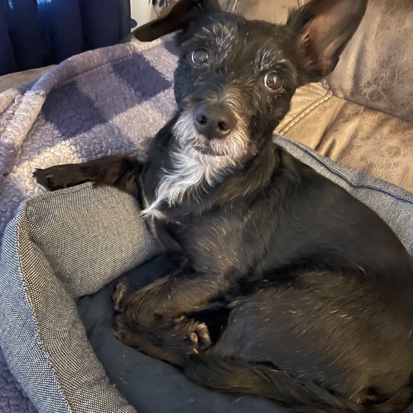 Meet your Posher, Sylvia - Picture 4 of 5